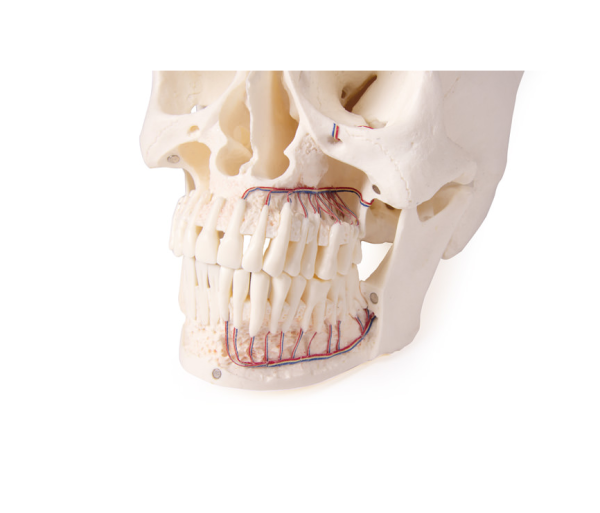 Schädelmodell für Zahnmedizin und Kieferchirurgie 5-teilig